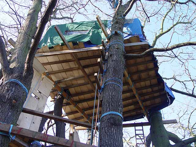 New Tree House