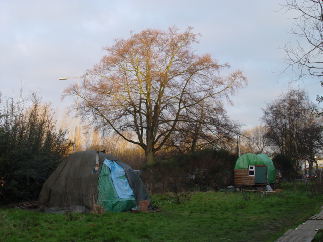 Bender - showing one of the many threatened trees.
