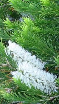 Melaleuca [common tea-tree oil] Merckel wants to ban it.
