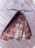 Petsie the graveDigger