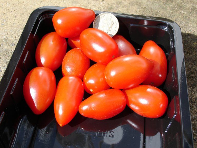 Tomatoes var Mini San Marzano