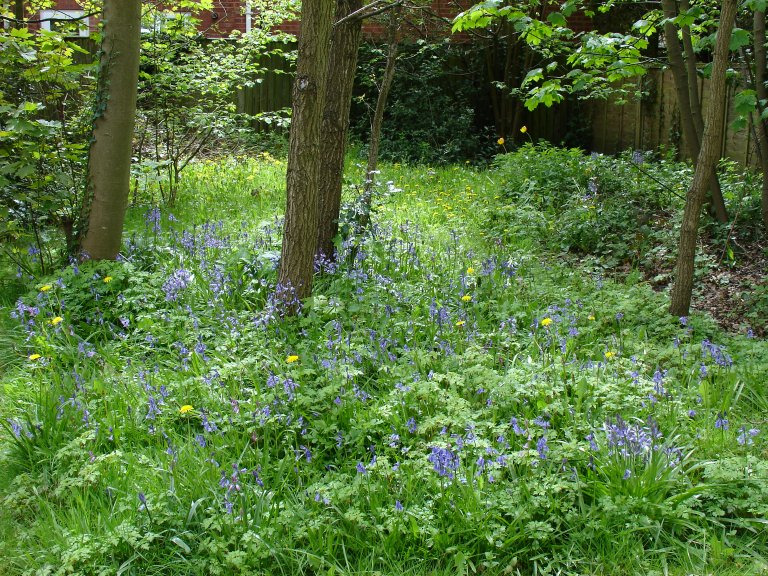 back garden woodland glade