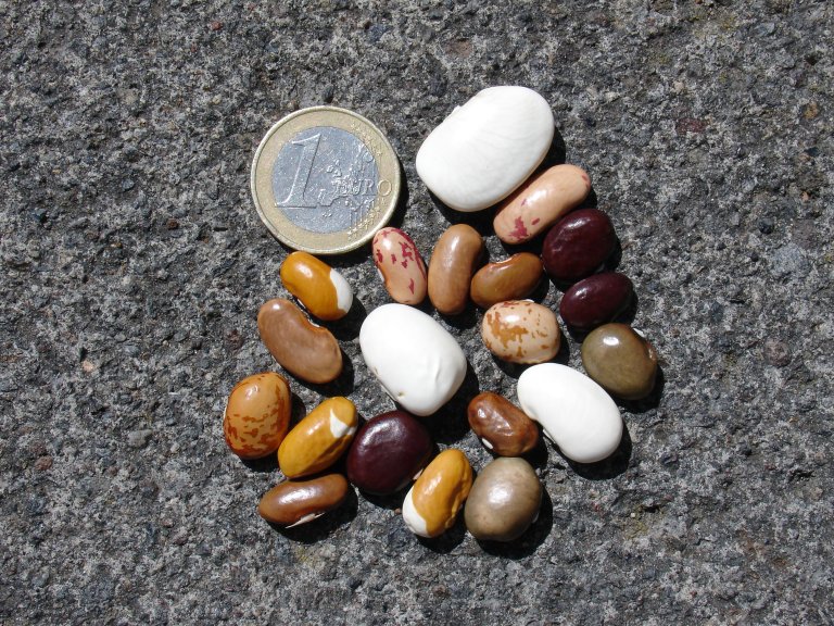 Climbing French beans from Slovakia