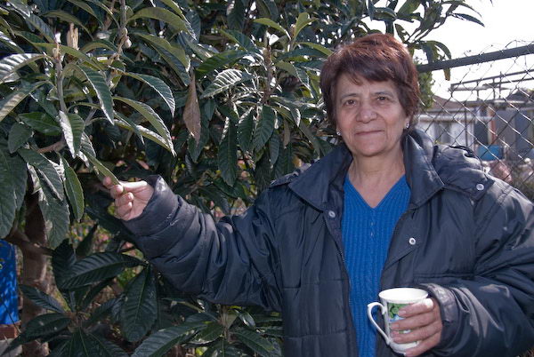 A tree full of fruit, but what are the chances of harvest?