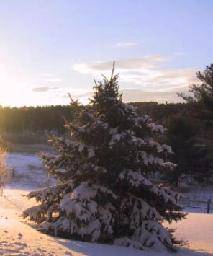 Pine tree in winter