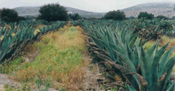 Agave growing some place: