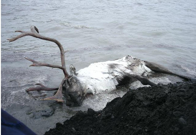 Sacrificed for ALCOA