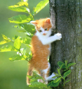 Is this Canada yet ?