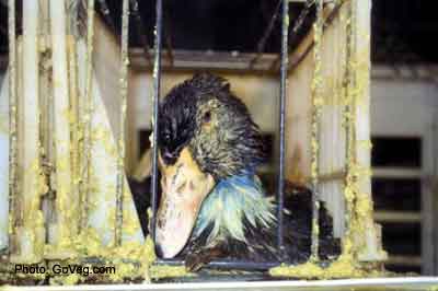 Duck Vomits In Tiny Cage from Force Feeding