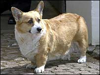 ARTIST TO EAT A CORGI 2007