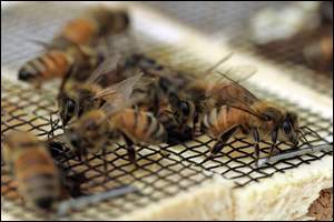 “They are getting pollen that is killing the bees.”