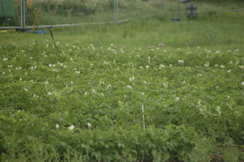 experimental gene modified potatoes already flowering and spreading GM pollen