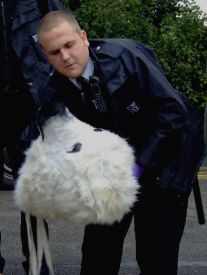 police search polar bear
