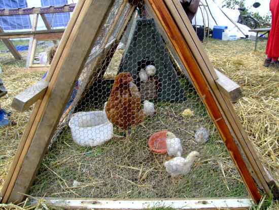 ...while chickens cluck in the corner