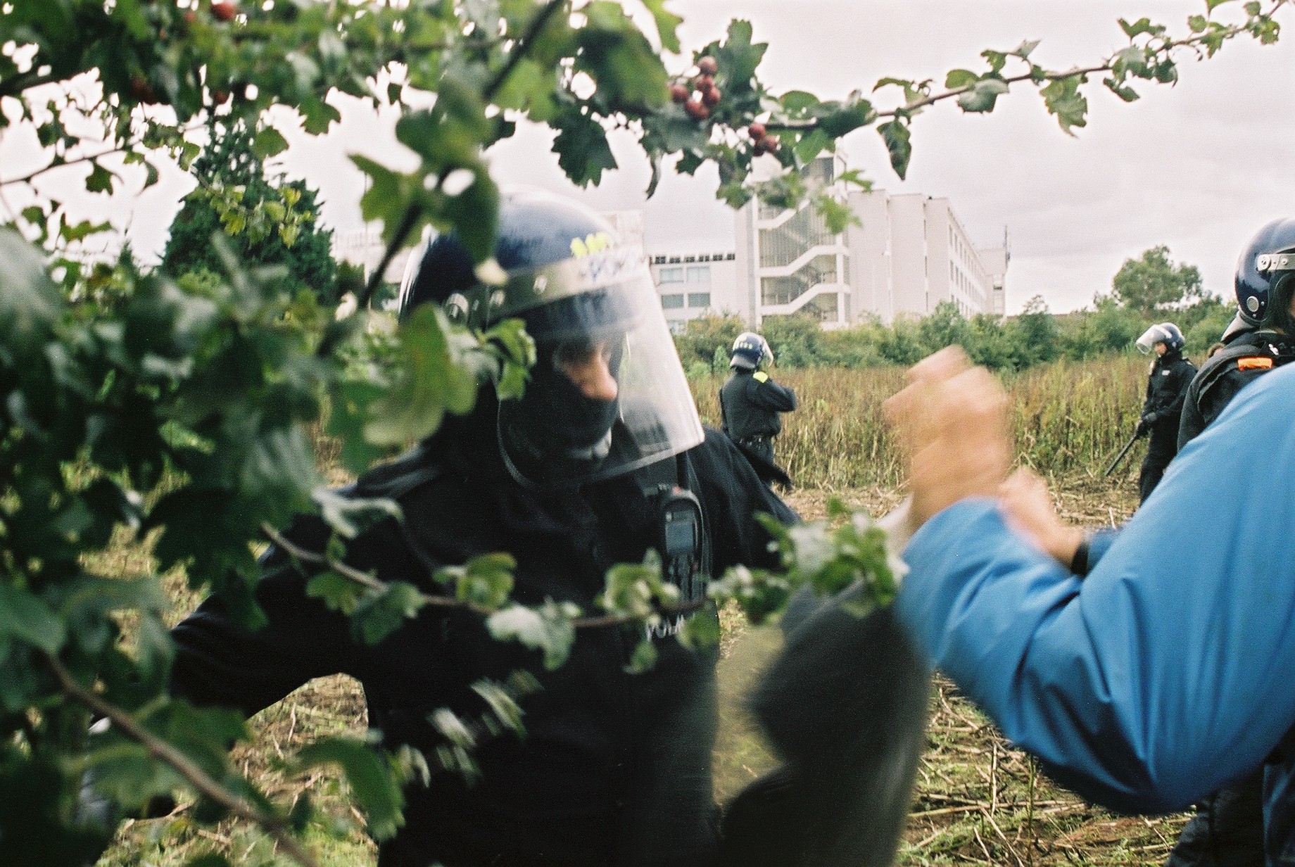 Battle of the broad bean field ( 5 )