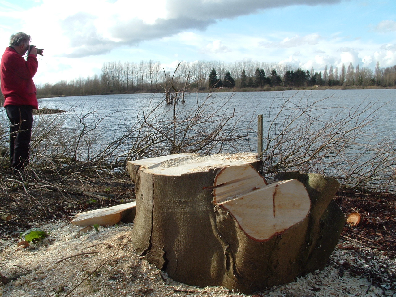 Illegally felled trees at Thrupp Lake