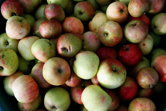 Recent Apple Harvest