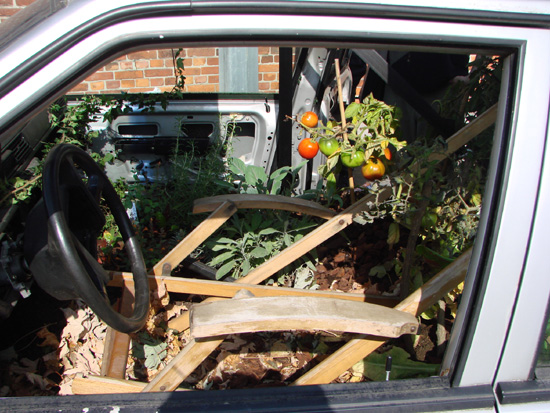 The tomatoes are doing well this year