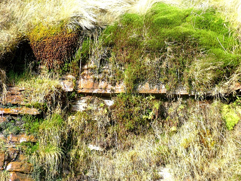 mosses on old rackfaces