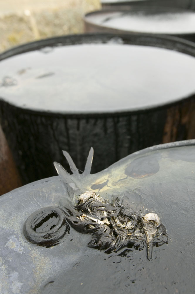 OILED SANDPIPER - Ashley Cooper