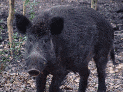 Boars living in the wild