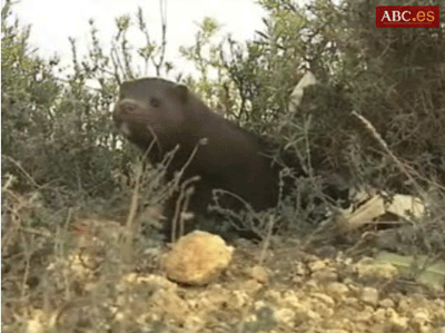 Visones Alto Palancia fur farm in the town of Viver (Valencia