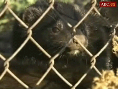 Cages were opened and 25 meters of fencing surrounding the farm was destroyed.