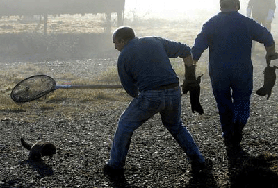 Bermudez fur farm in Bando