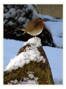 Christmas Charity Greeting Design