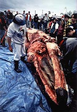 Another beautiful creature brutalised by the "Makah Tribe"