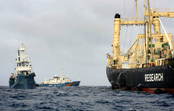 Esperanza forced to leave Nisshin Maru to refuel