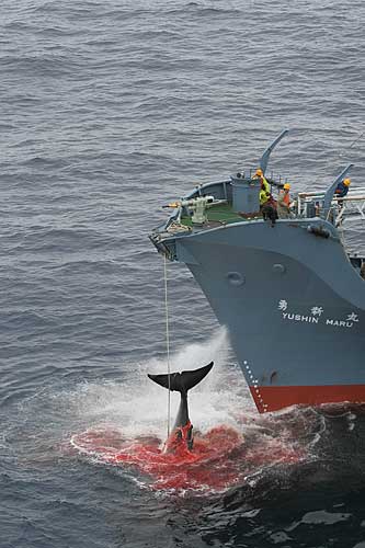 Whale Harpooned (Greenpeace file photo)