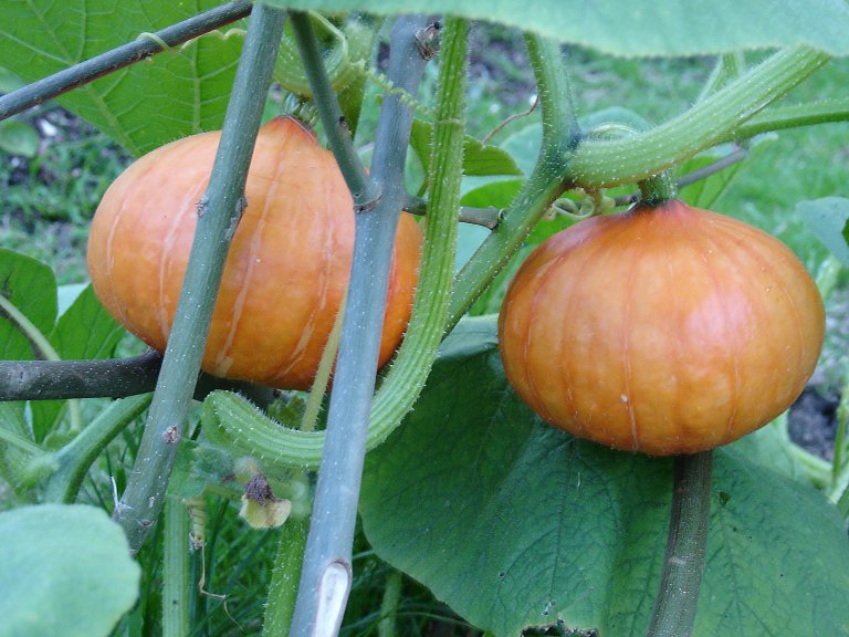 pumpkin – var Red Kabocha