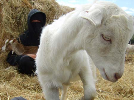 July 26, 2006: UK - 9 GOATS RESCUED FROM MILITARY LAB