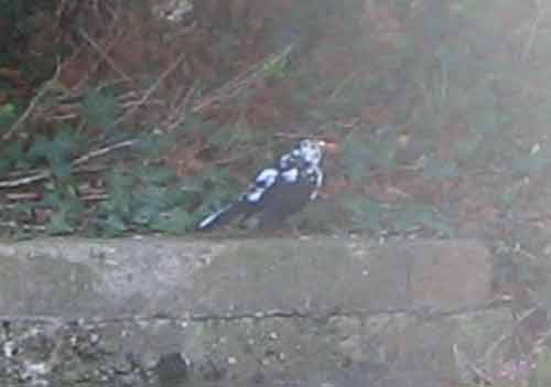 Splattered blackbird