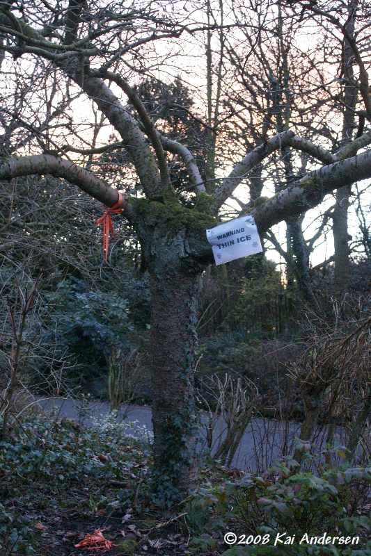Ribbons on trees left by concern park users