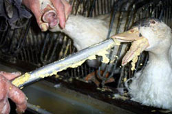 Foie Gras Production