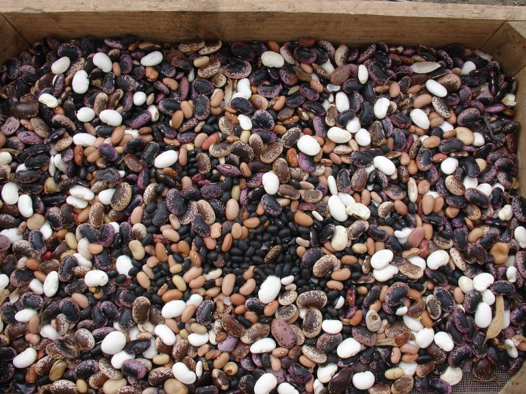 many varieties of beans