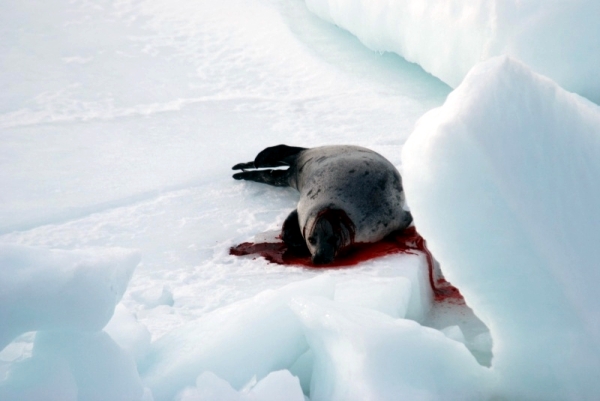 The slaughter of the baby harp seals has been condemned around the world
