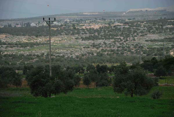 Olive Grove Marda eco project