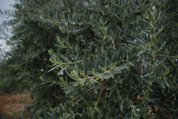 Olive Blossom