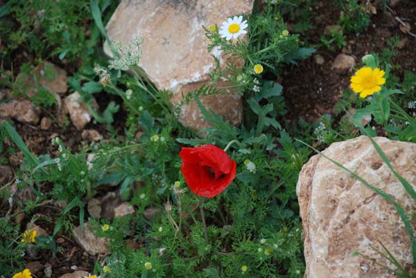 Wild Flowers Marda meadows