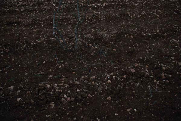 Tilled earth Marda Perma culture Project