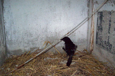BIRDS FREED FROM CAGES (France)