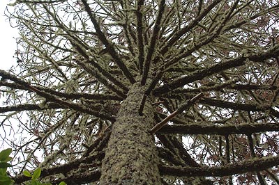 Also how diseased trees in the forest...