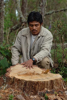 ...gives the loggers an excuse to cut down healthy ones.