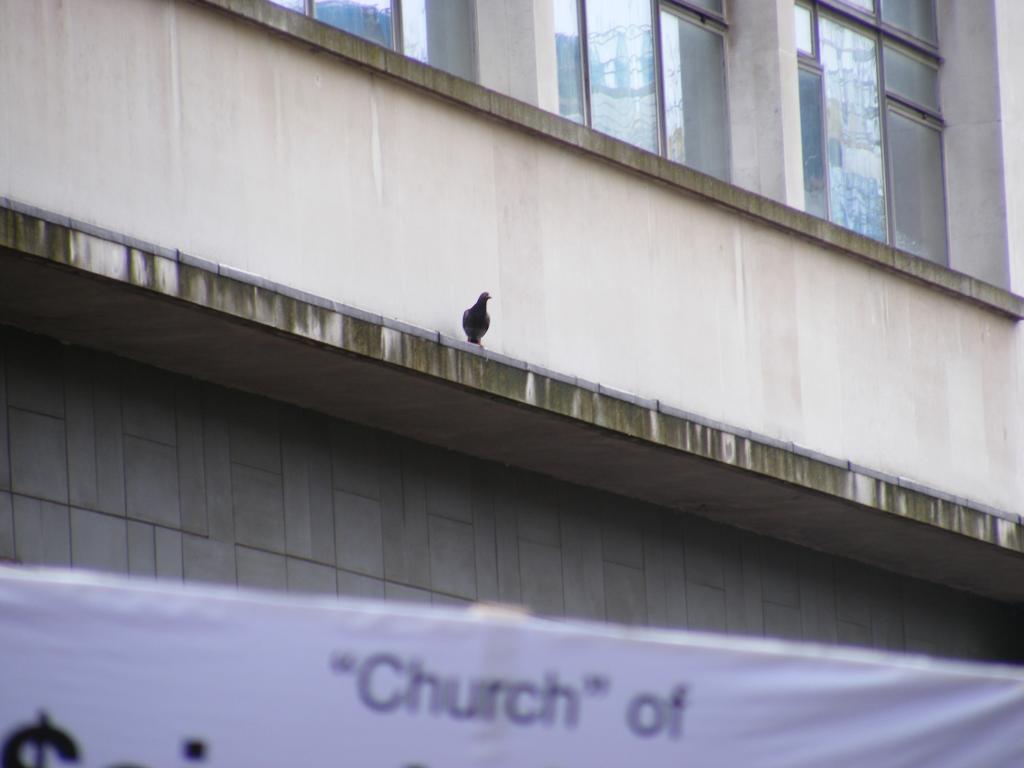 pigeon - cult!, pigeon - cult!, pigeon - cult! pigeon - cult!