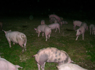 200 PIGS RELEASED FROM FACTORY FARM (Austria)