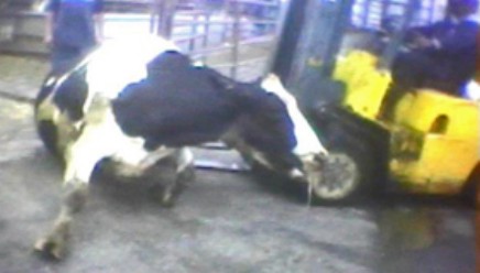 Forklifted into walls, Kicked, Shocked, Pulled Off Trucks