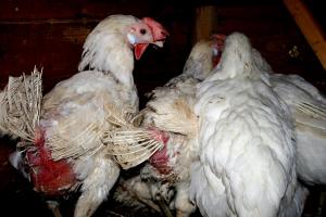 25 HENS LIBERATED (Netherlands)